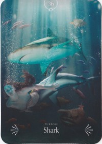 №36. Shark ～サメ～【Divine Animals Oracle】カード解説（ディバイン アニマル オラクル シリーズ36）