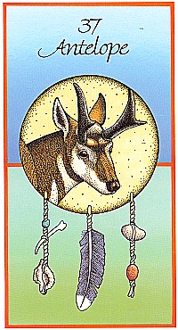 №37. Antelope  ～アンテロープ（レイヨウ）～【Medicine Cards】カード解説（メディスン・カード）